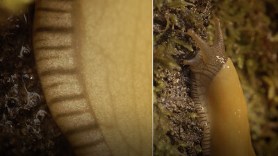 Banana Slugs: Secret of the Slime