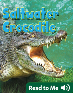 Saltwater Crocodile