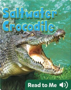 Saltwater Crocodile