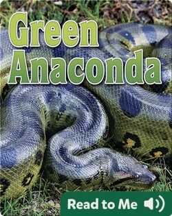 Green Anaconda
