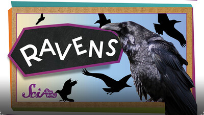SciShow Kids: 4 Things You Didn't Know About Ravens
