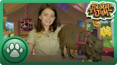 8 Amazing Pig Facts!