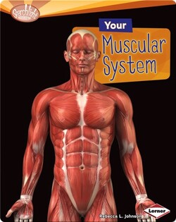 Your Muscular System