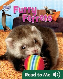 Furry Ferrets