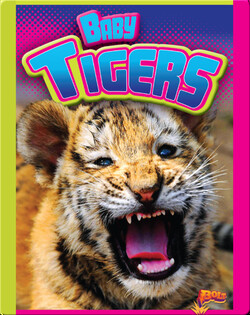 Baby Tigers