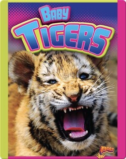 Baby Tigers