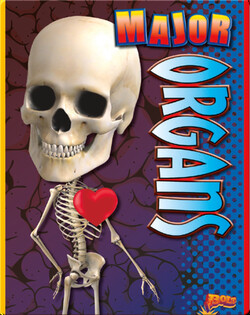 Major Organs