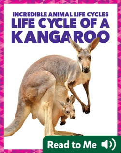 Life Cycle of a Kangaroo