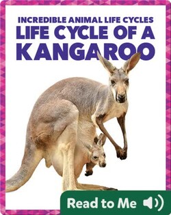 Life Cycle of a Kangaroo