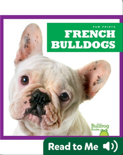 French Bulldogs