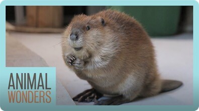 How To (Almost) Train A Beaver