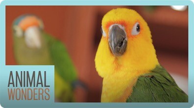 Meet And Greet: Ecuador the Jenday Conure