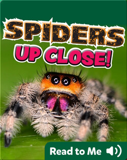 Spiders Up Close