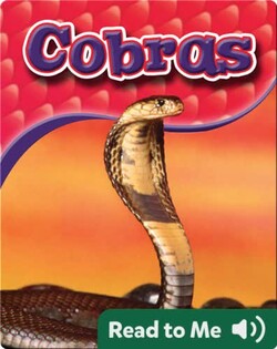 Cobras: Snakes Alive