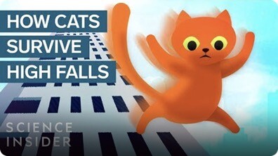 How This Cat Survived A 32-Story Fall