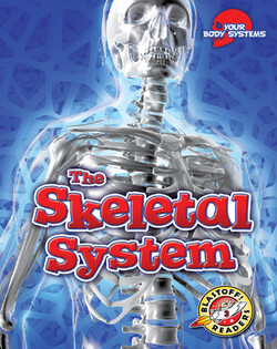 The Skeletal System