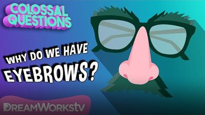 Why Do We Have Eyebrows? | COLOSSAL QUESTIONS