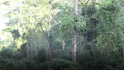 My Wild Walk through a Ugandan Chimp Forest