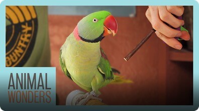 Training Our Alexandrine Parakeet