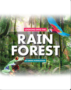 Looking at Layers: Looking Into the Rain Forest