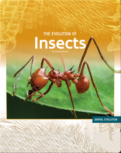 The Evolution of Insects