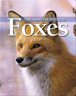 Exploring the World of Foxes