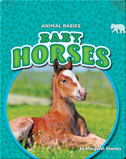 Animal Babies: Baby Horses