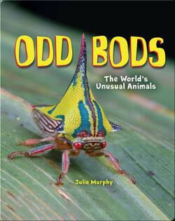 Odd Bods: The World's Unusual Animals