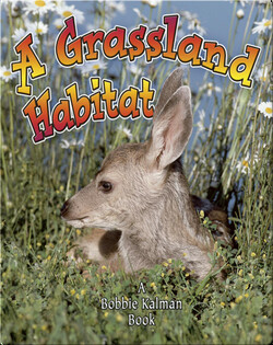 A Grassland Habitat