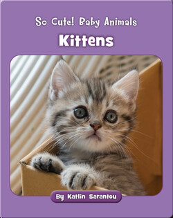 So Cute! Baby Animals Kittens