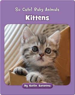 So Cute! Baby Animals Kittens