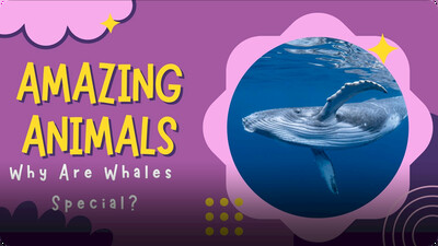 Amazing Animals: Why are Whales Special?