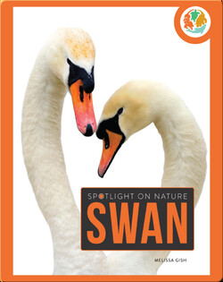 Spotlight on Nature: Swan