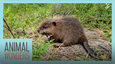 Baby Beaver Rescue and Recovery