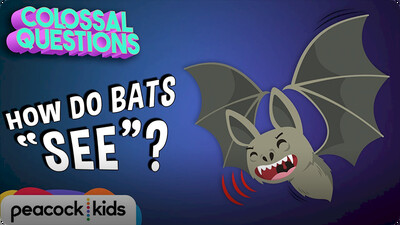 How Do Bats 'See' if They're Blind?
