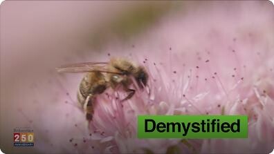 Demystified: What Would Happen If All the Bees Died?
