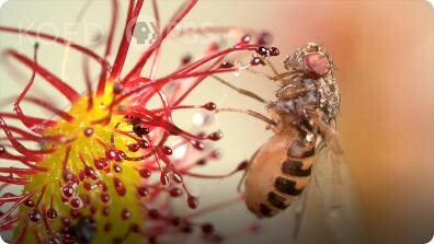 Deep Look: Cape Sundews Trap Bugs in a Sticky Situation