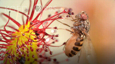 Deep Look: Cape Sundews Trap Bugs in a Sticky Situation
