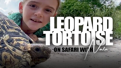 On Safari with Nala: Leopard Tortoise