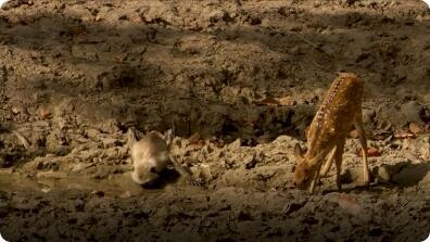 Hidden India: Dry Conditions Affect India Wildlife