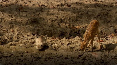 Hidden India: Dry Conditions Affect India Wildlife