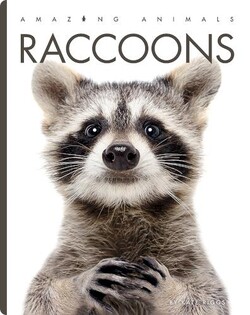 Amazing Animals: Raccoons