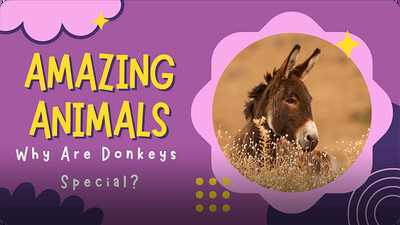 Amazing Animals: Why are Donkeys Special?
