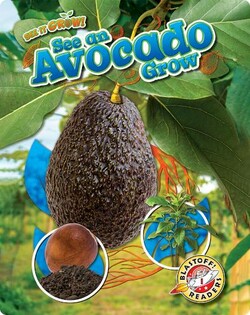 See an Avocado Grow