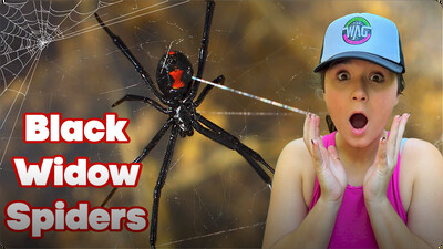 Black Widow Secrets: The Red Hourglass Mystery