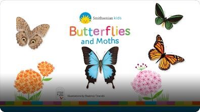 Smithsonian: Butterfly