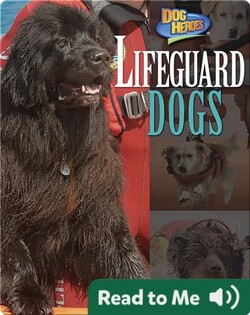 Lifeguard Dogs