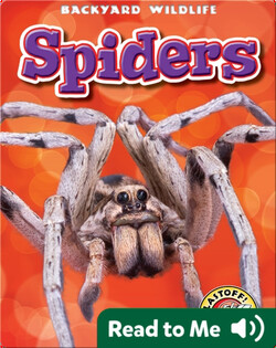 Spiders: Backyard Wildlife