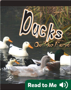 Ducks On The Farm