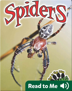 Eye to Eye With Animals: Spiders